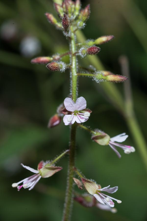 Circaea lutetiana / Erba maga comune